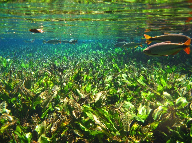 Senti um profundo bem-estar seguindo o fluxo do rio em Bonito (MS), contemplando os peixes e a vegetação aquática. 